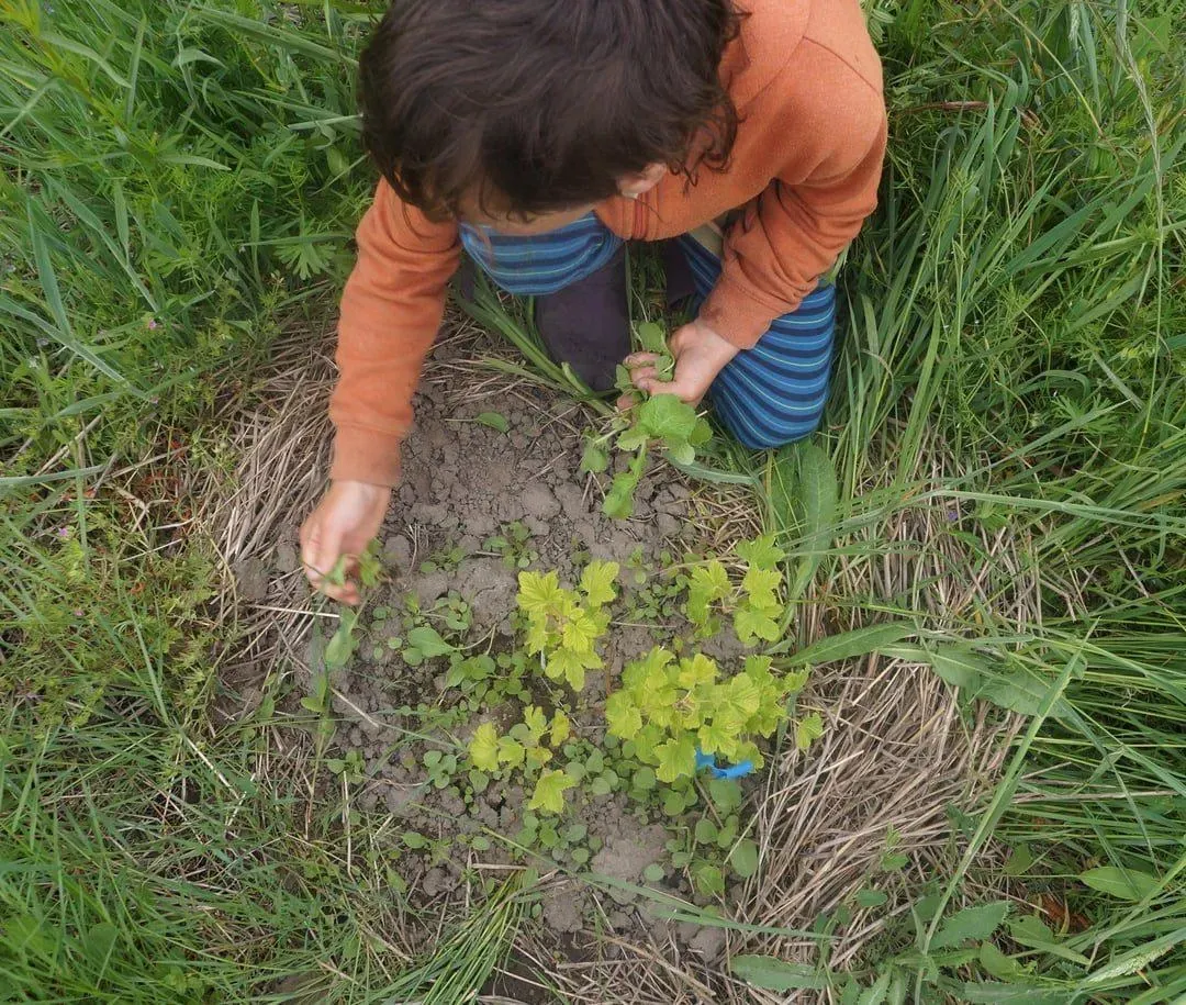 Children learning outdoors at BeeHive Land-Based Learning Center